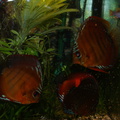 DSC00172
