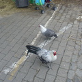 DSC03095