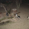 DSC03004