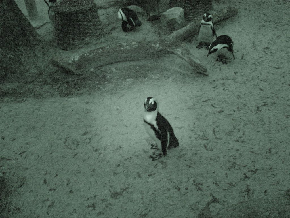 DSC03005