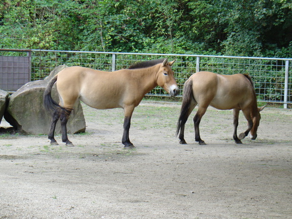 DSC00296