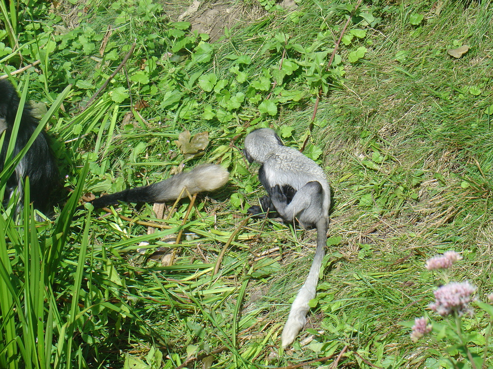 DSC05222