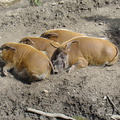 DSC05225