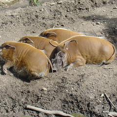 DSC05225