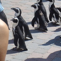 DSC05287