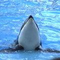 florida46