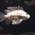 florida58