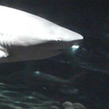 florida61