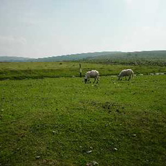 Schafe im Dartmoor