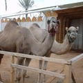 DSC00008