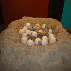 DSC00218
