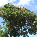 DSC01977