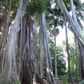 DSC01990