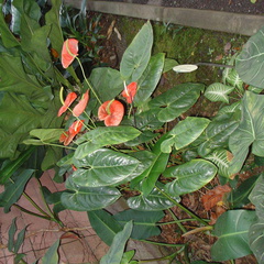 DSC01995
