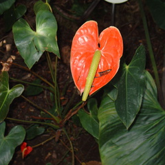 DSC01996