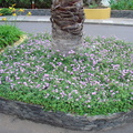 DSC02250