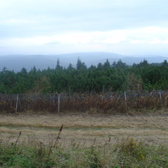 DSC03346