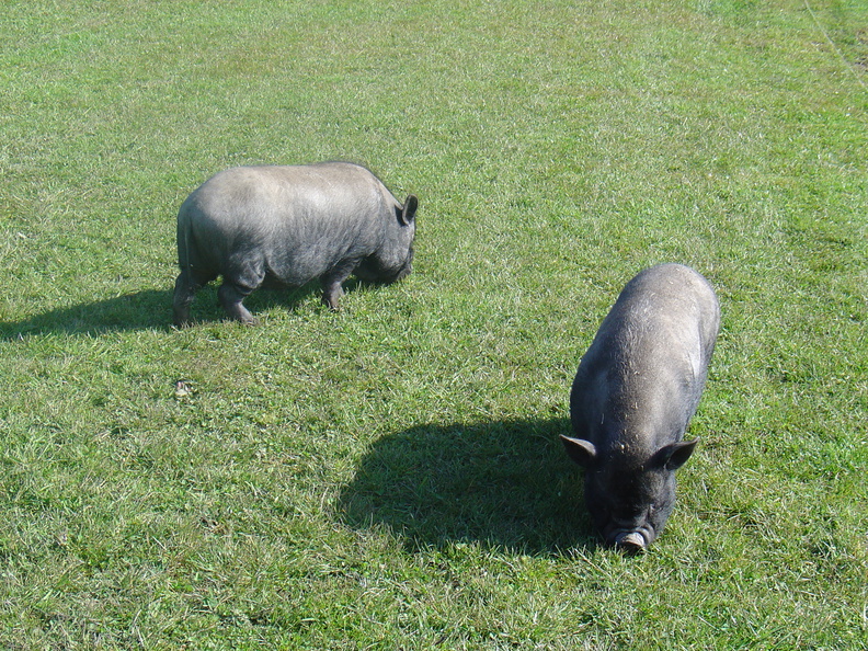 DSC04877.JPG