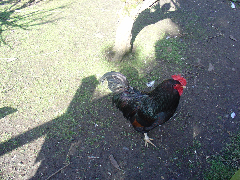 DSC04896