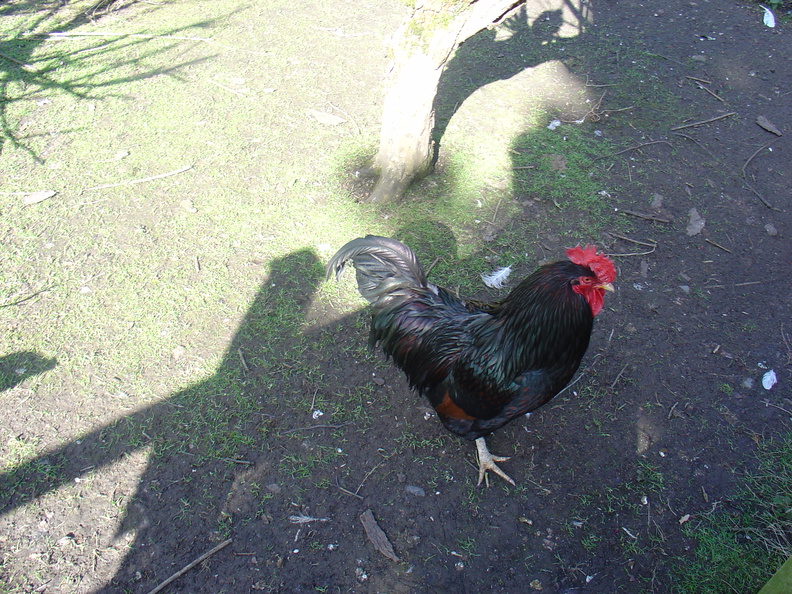 DSC04896