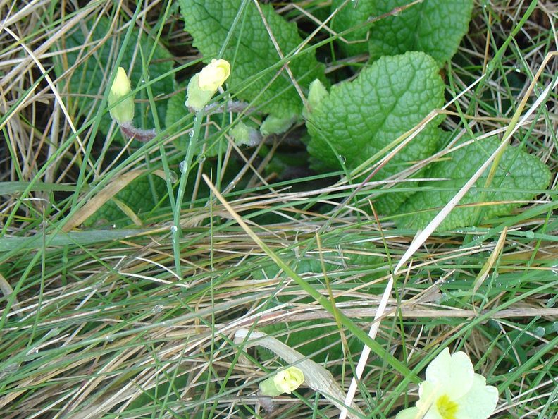 DSC04631