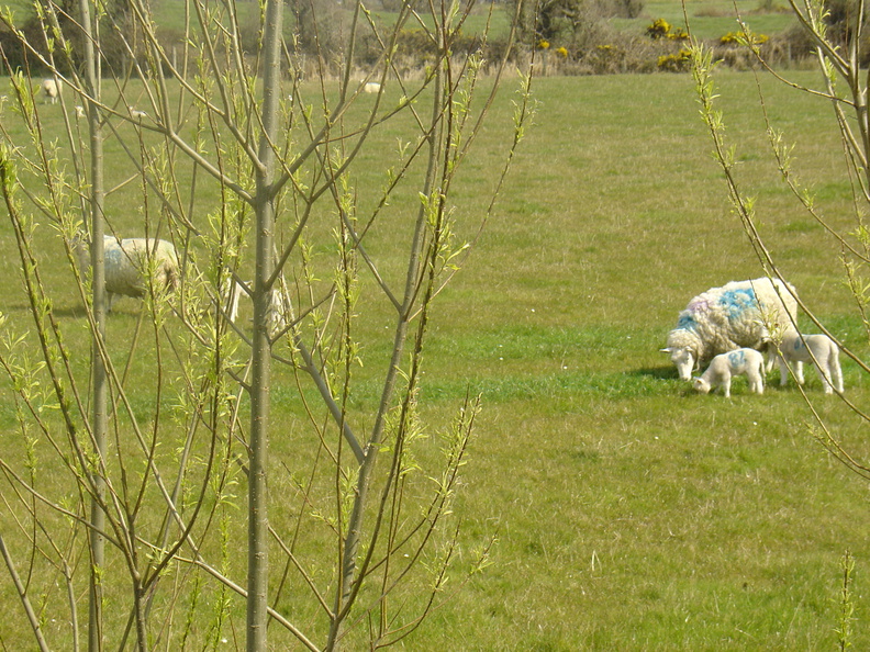 DSC04262.JPG