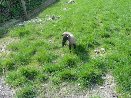 DSC04264