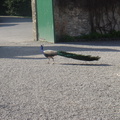 DSC04097