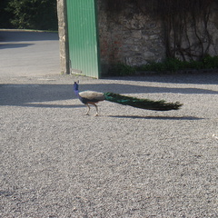 DSC04097