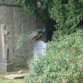 DSC04238