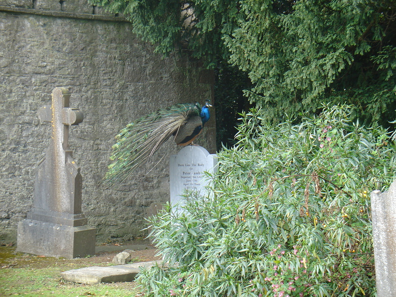DSC04238
