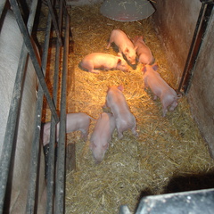 DSC04535