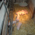 DSC04536