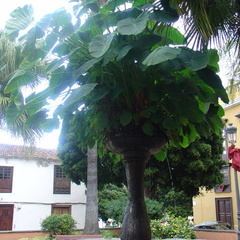 DSC03732