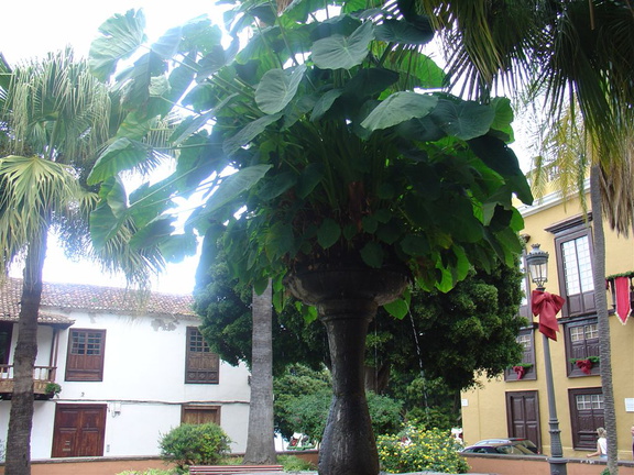 DSC03732