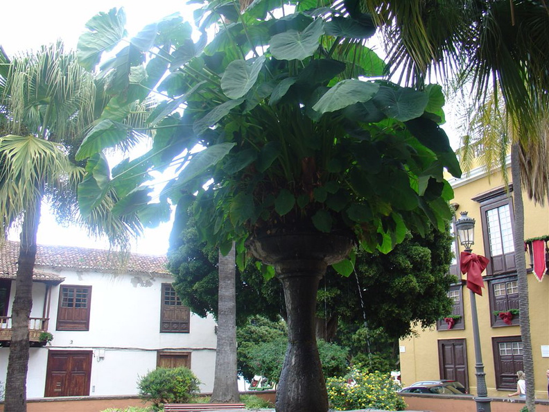 DSC03732