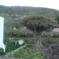 DSC03736
