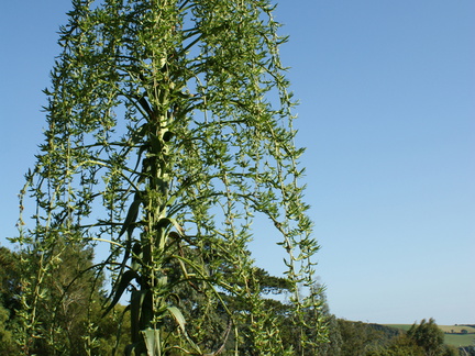 DSC01316