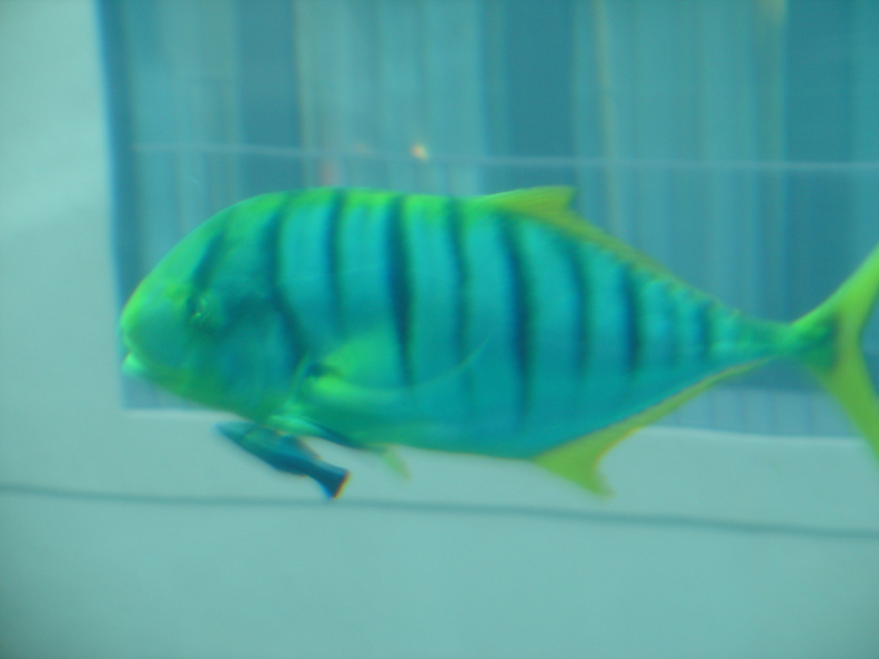 DSC00042.JPG