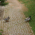 DSC04816