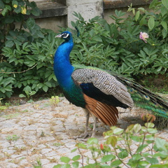DSC04823
