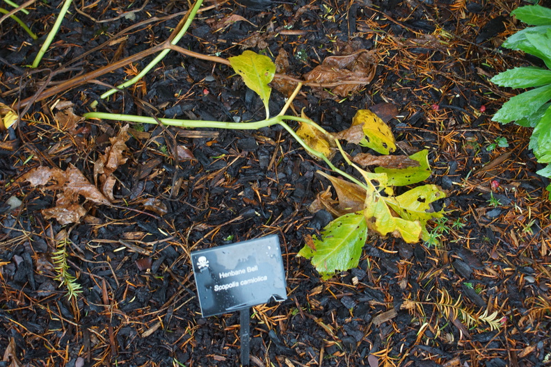 DSC03729.jpg
