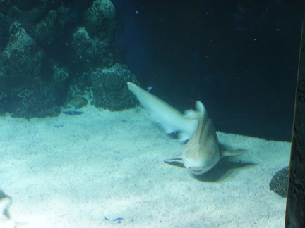 DSC00715