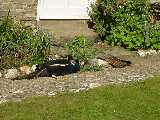 Pfau